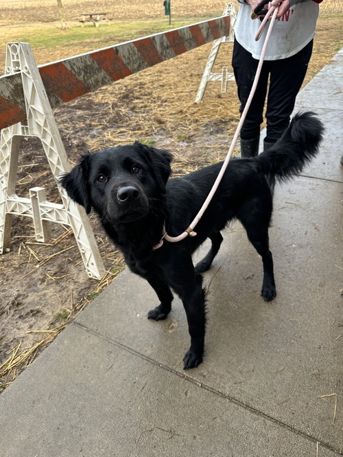 picture of the dog needing adoption