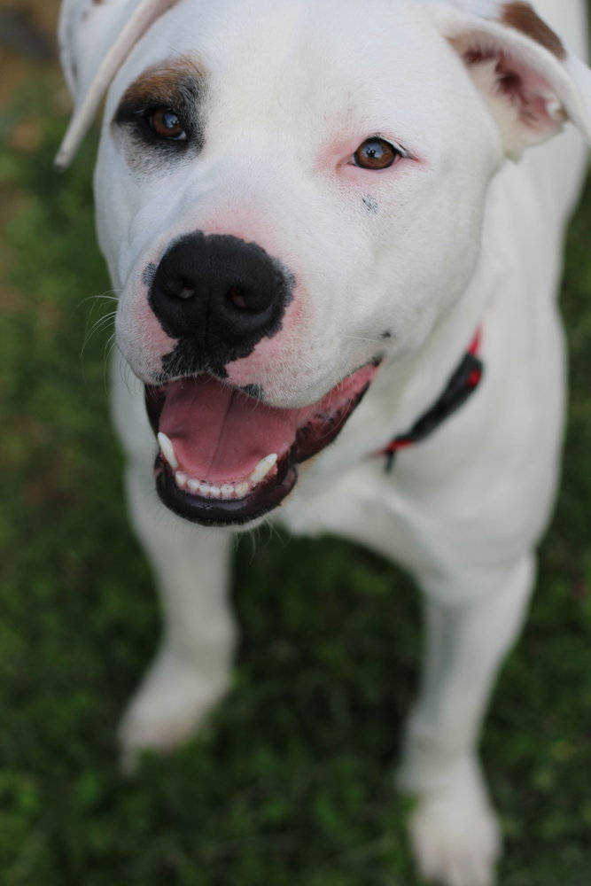 Murphy Image