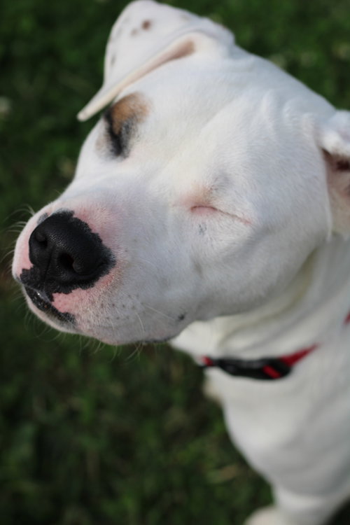 Murphy — thumbnail 4