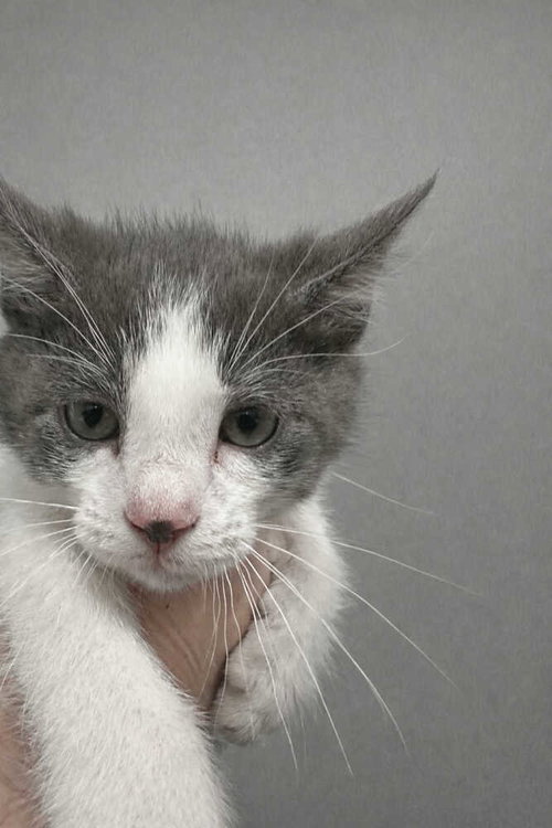 picture of the cat needing adoption