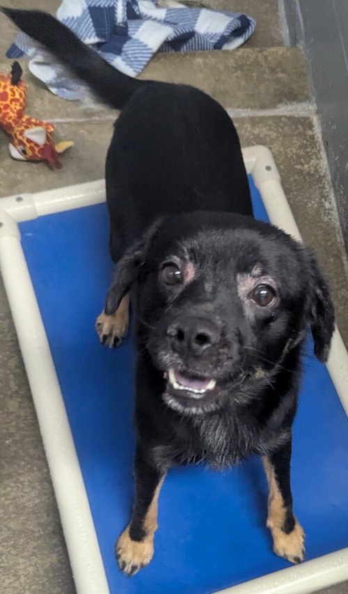 picture of the dog needing adoption