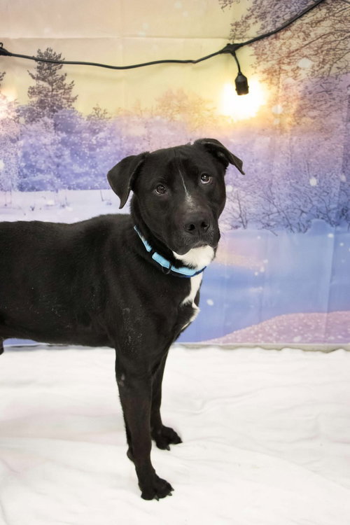 TODD - Labrador Retriever / Pit Bull Terrier available for adoption