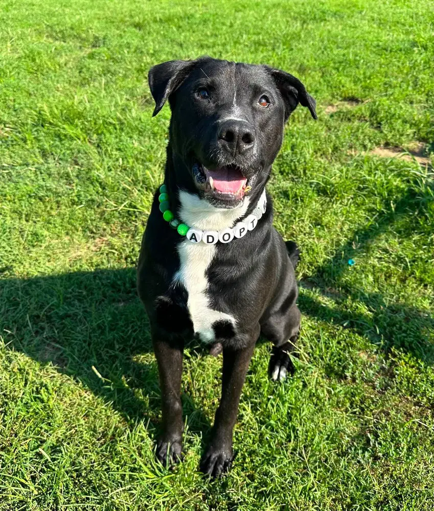 Todd - Labrador Retriever