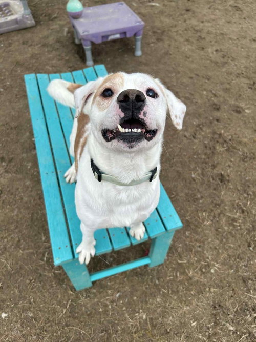 picture of the dog needing adoption