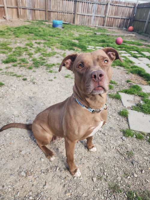 picture of the dog needing adoption
