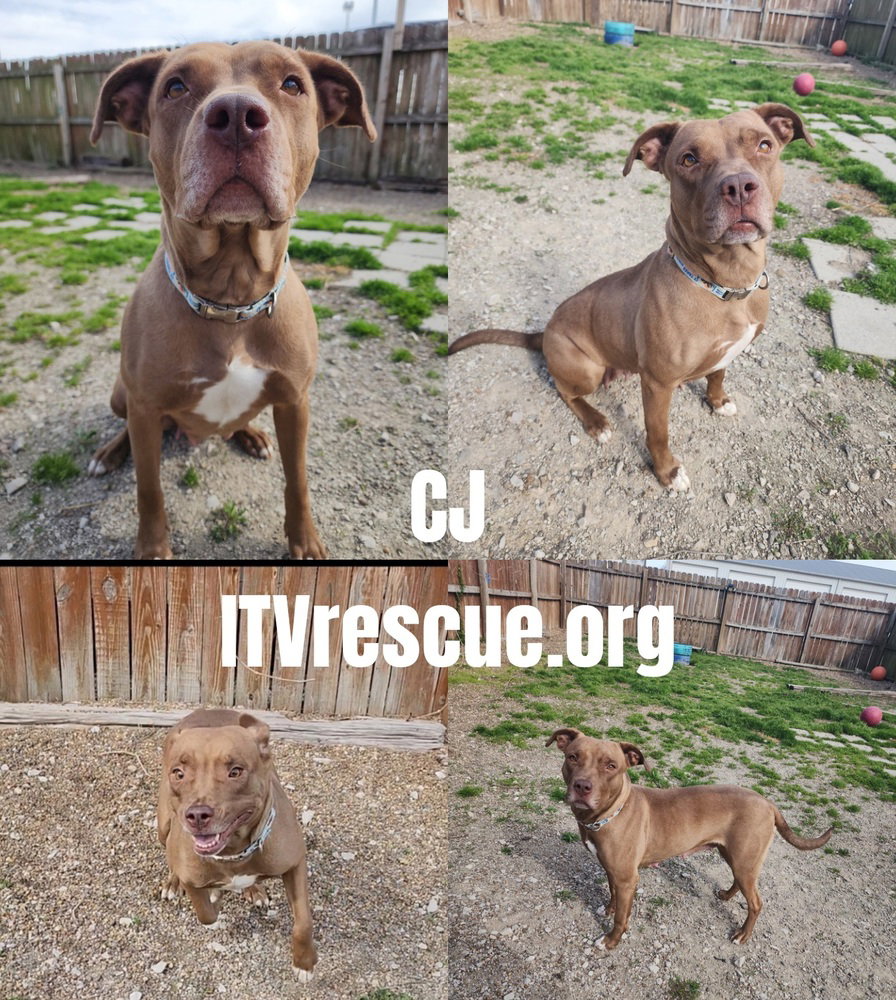 CJ, photo 2