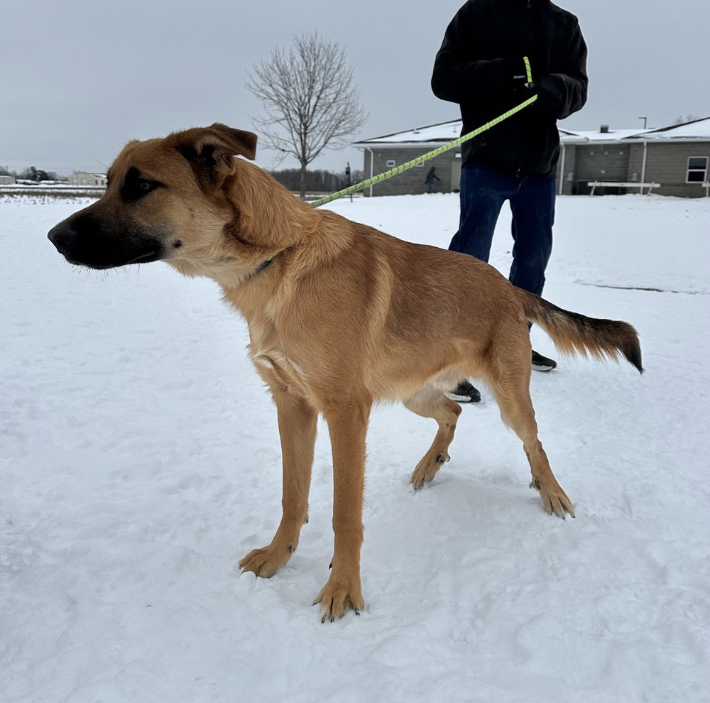 Shep Image