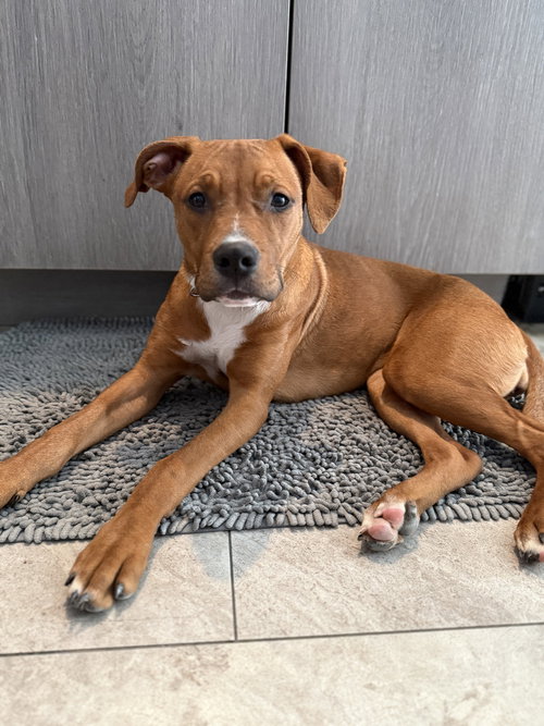 picture of the dog needing adoption