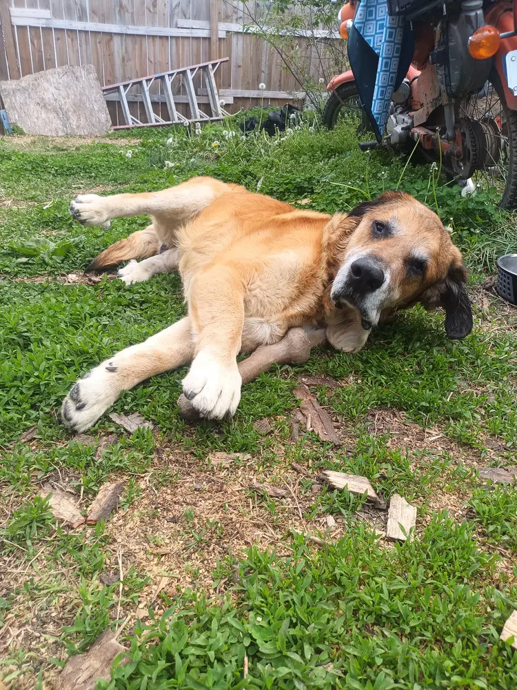 Felix - Hound
