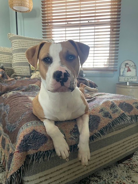 picture of the dog needing adoption