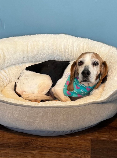picture of the dog needing adoption