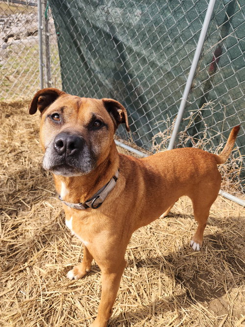 picture of the dog needing adoption