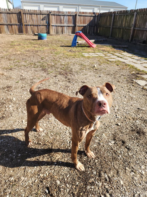 picture of the dog needing adoption
