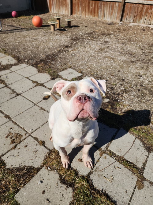 Bambino, an adoptable Pit Bull Terrier in Evansville, IN