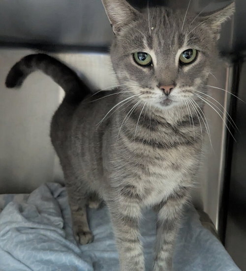 Monica, Adult Domestic Short Hair (short coat), cat for adoption in Owensboro, Kentucky