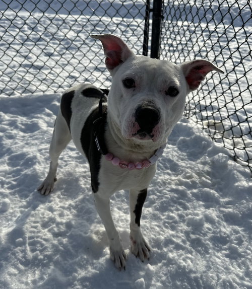 picture of the dog needing adoption