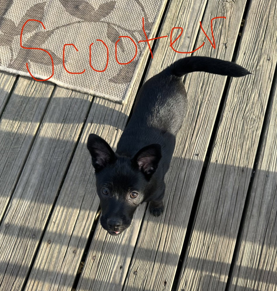 Taylor (Scooter) Image
