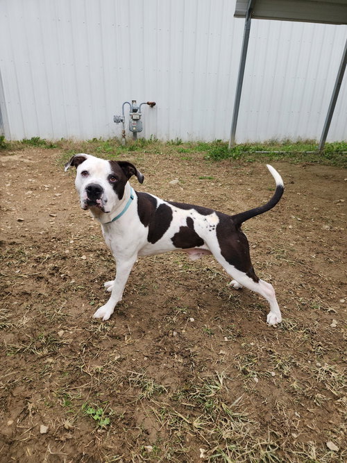 picture of the dog needing adoption