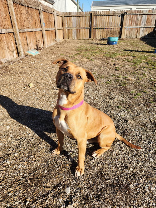 picture of the dog needing adoption