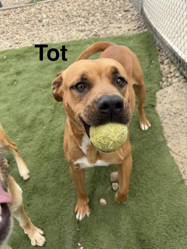 Tot