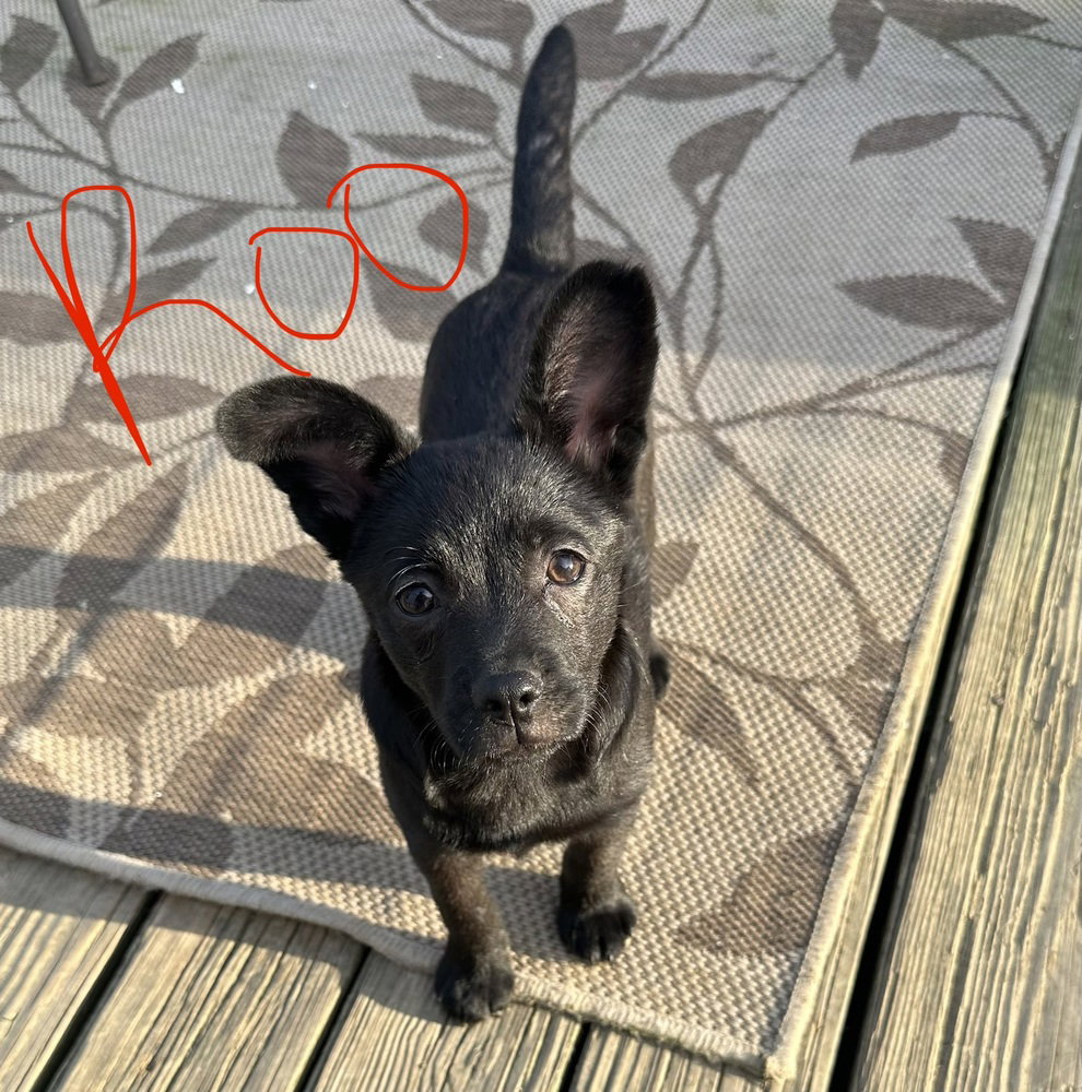 Trey (Roo) Image