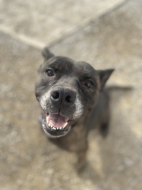 picture of the dog needing adoption
