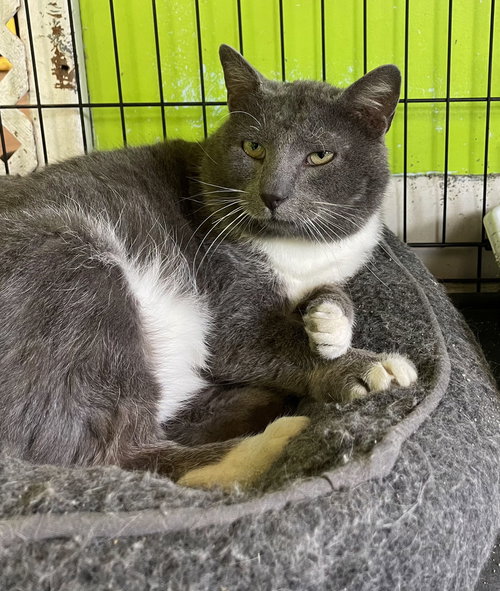 VAUGHN - Domestic Short Hair available for adoption