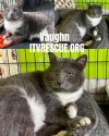 Vaughn - Photo 4