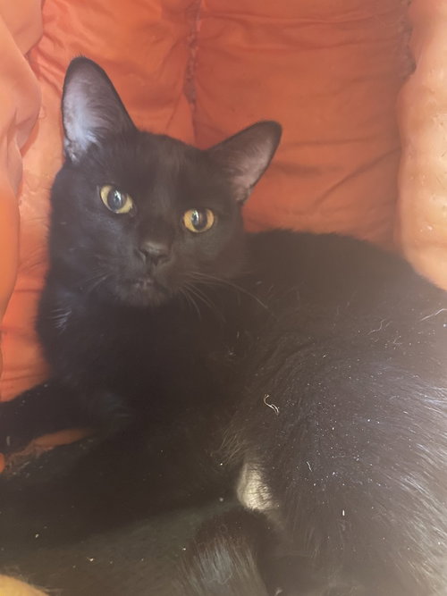 LILY - Domestic Short Hair available for adoption