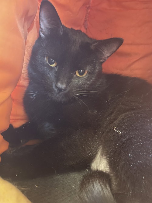 LILY - Domestic Short Hair available for adoption