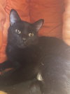 Lily - Photo 1