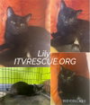 Lily - Photo 2