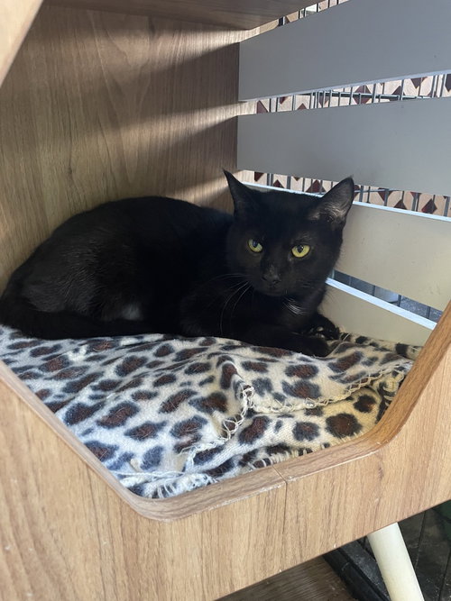 picture of the cat needing adoption