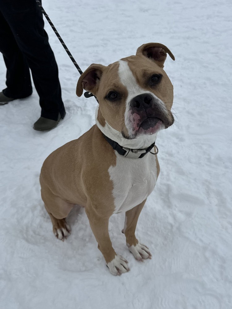 Jaxx Image