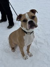 Jaxx - Photo 1