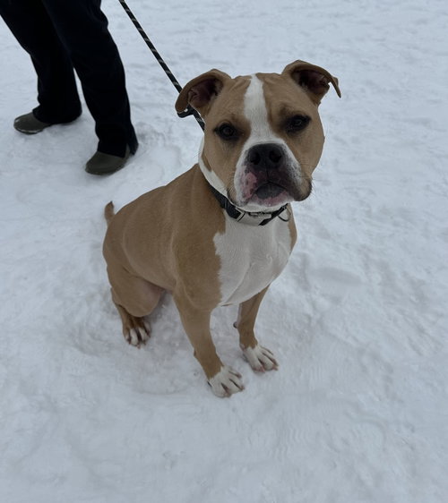 JAXX - Pit Bull Terrier / Boxer available for adoption