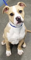 Jaxx - Photo 3
