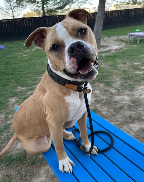 Jaxx, an adoptable Pit Bull Terrier in Evansville, IN