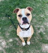 Jaxx - Photo 2