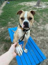 Jaxx - Photo 3