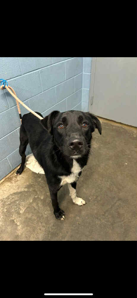 CALLIE - Labrador Retriever available for adoption