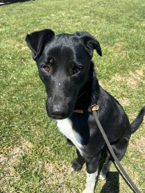 Callie, an adoptable Labrador Retriever in Evansville, IN