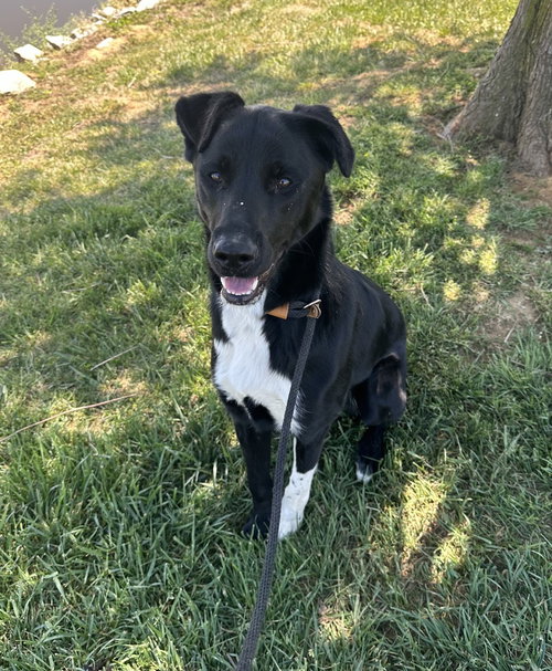 CALLIE - Labrador Retriever available for adoption