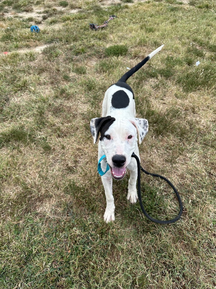 Wally Image
