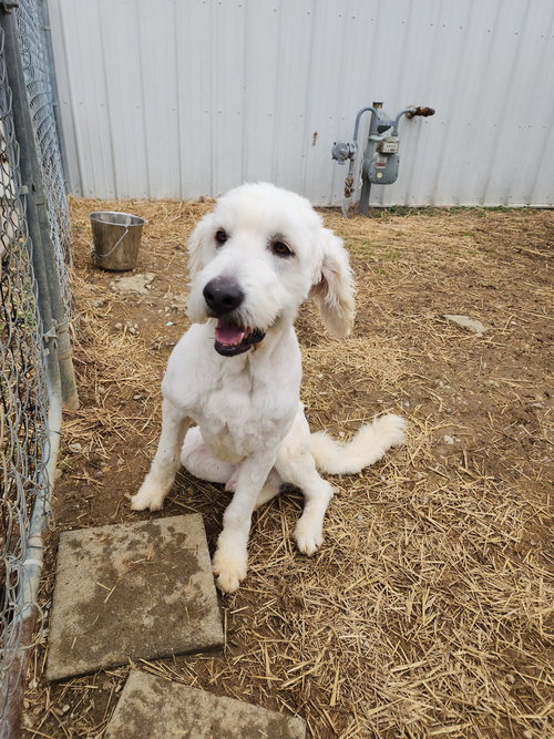 Cooper, an adoptable Great Pyrenees in Evansville, IN