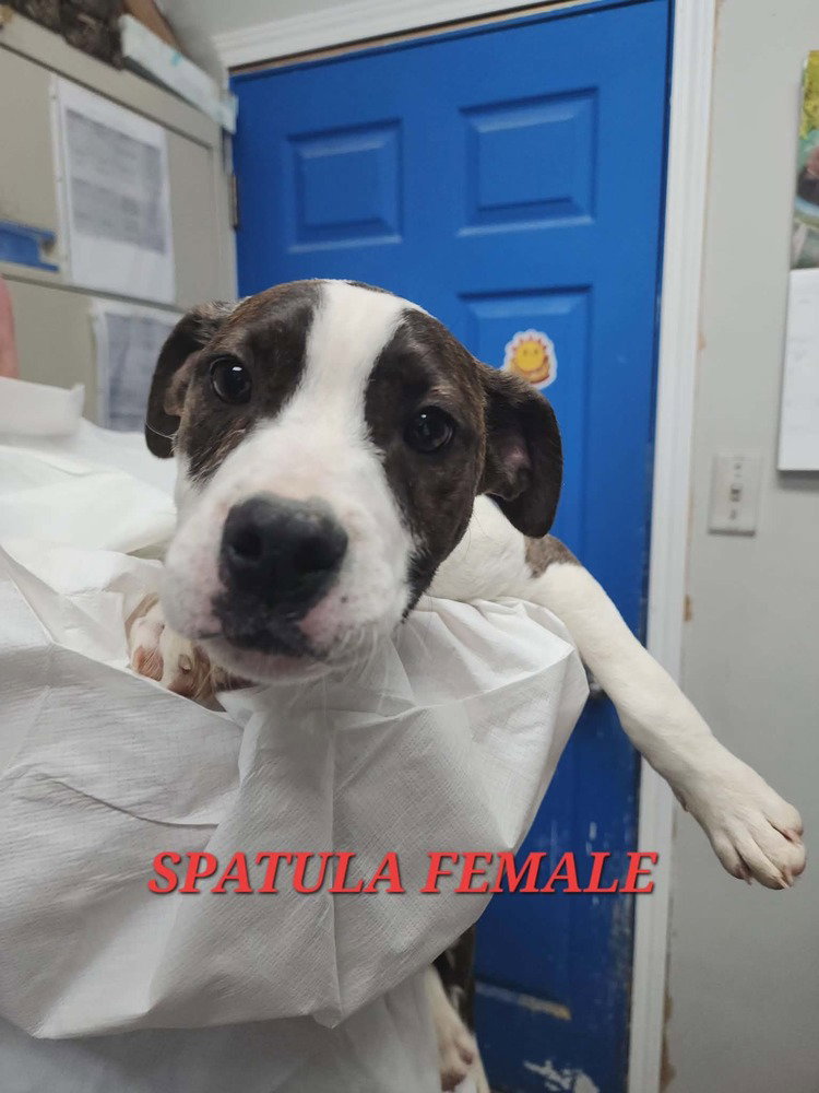 Spatula Image