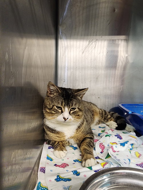 Richard, an adoptable Domestic Short Hair in Evansville, IN