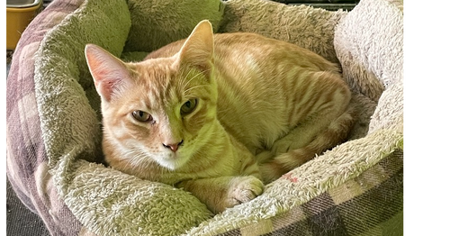 picture of the cat needing adoption