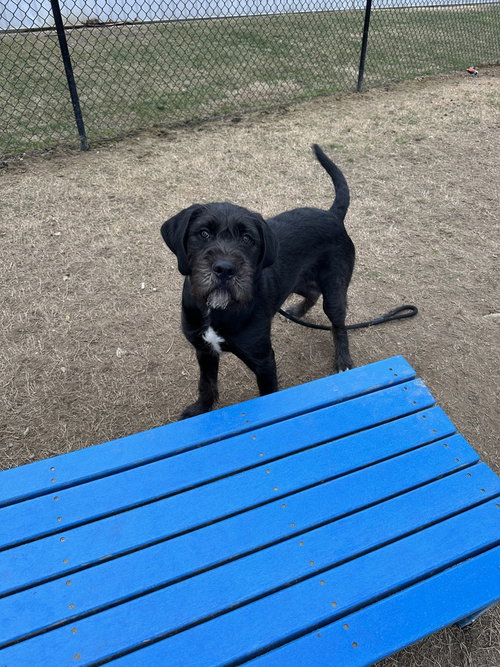 Sir Parker, an adoptable Schnauzer in Evansville, IN