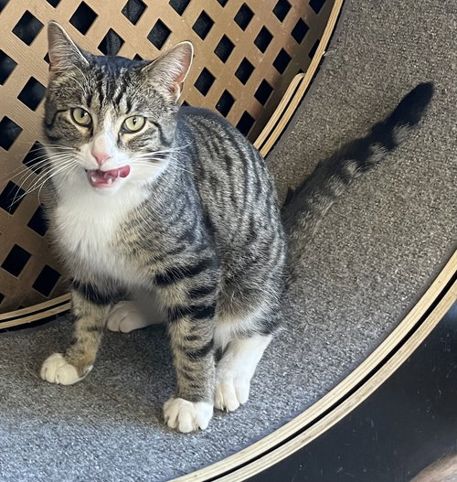 picture of the cat needing adoption